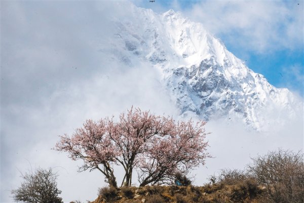 旺润配资 “赏花经济”激发文旅新活力 各地群众吃上“旅游饭”