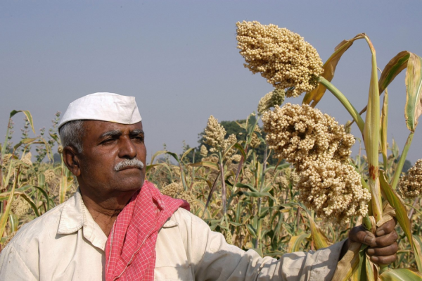 盈通策略 上下5000年，一粒高粱的3次“蜕变”